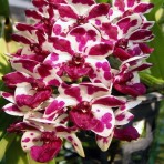 Rhynchostylis gigantea Cartoon-Flowering Size