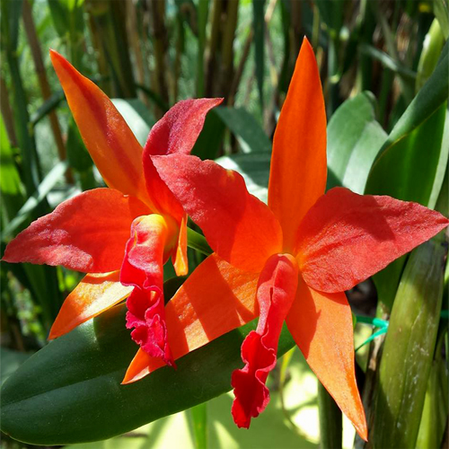 Cattlianthe Cherokee Fire Orchid Online Purchase