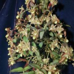 Dendrobium pachyphyllum-Flowering Size