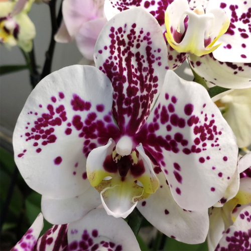 Phalaenopsis Fuller's Clown Orchid Online Purchase