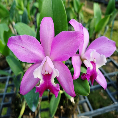 Cattleya Hawaiian Wedding Song x Landate Online Purchase