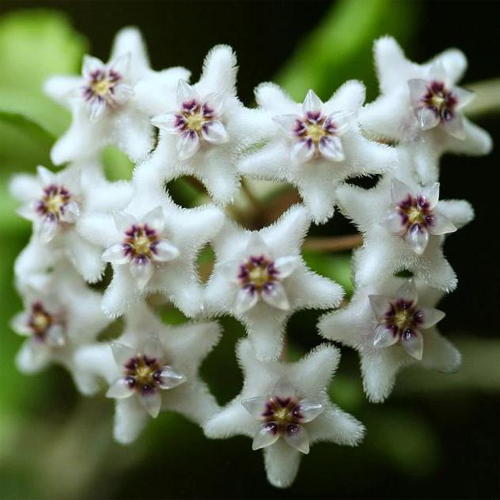 Hoya Kanyakumariana Hoya Online Purchase