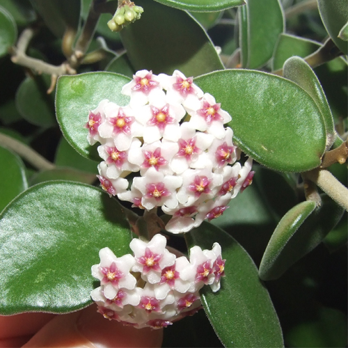 Hoya Nummularoides Online Purchase