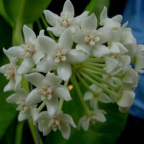 Hoya australis ssp oramicola Hoya Online Purchase