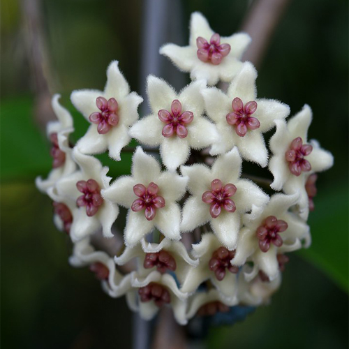 Graveolens Hoya Plants Online Purchase