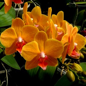 Orchid Plant Online Purchase in India | Buy Orchid Online