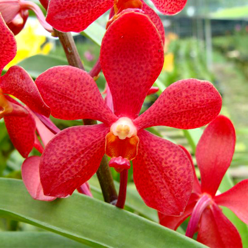 Mokara Moo Daeng x Dinah Shore Orchid Online Purchase