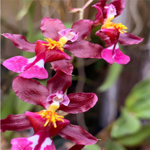 Oncidium Tariflor Lady Oncidium Online Purchase