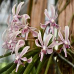 Paraphalaenopsis labukensis X Neofinetia falcata Flowering Size