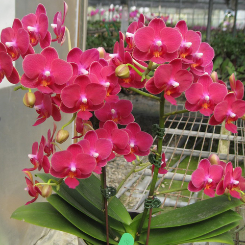 Doritaenopsis Happy Star Online Purchase