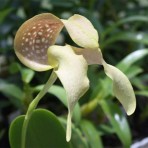 Bulbophyllum burfordiense-Flowering Size