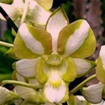 Dendrobium Erawan Green Near Blooming