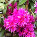 Dendrobium Hibiki  Bushy Plant Flowering Size