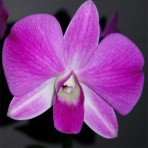 Dendrobium Burana Pink X Karen