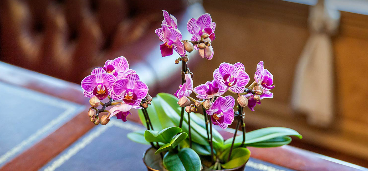 Buy Best Quality Orchid Plants Online at Affordable Price Range